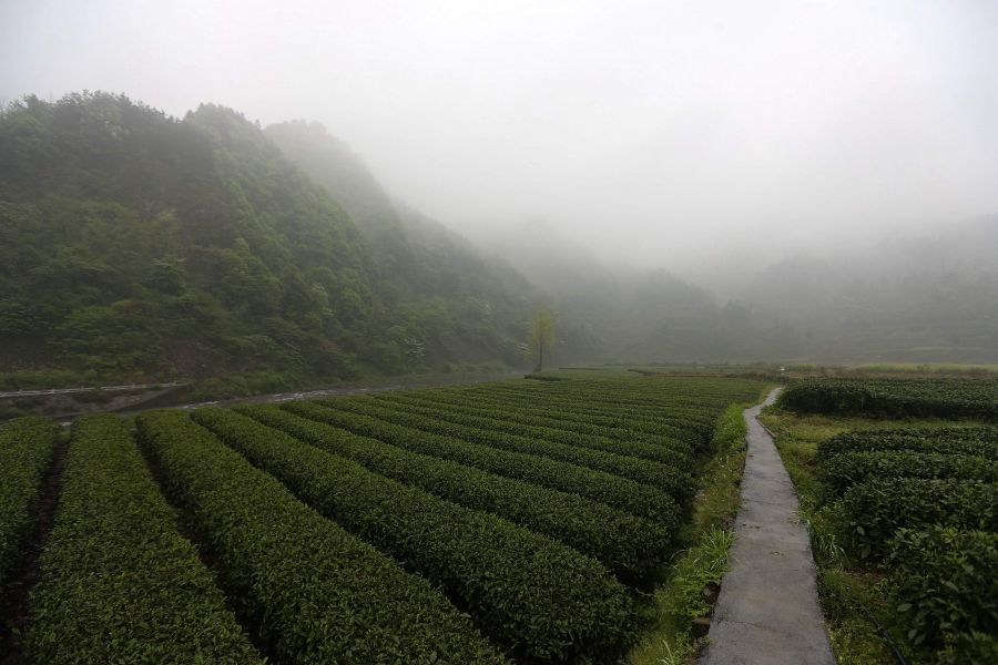 農(nóng)行重慶秀山支行通過公司、基地、農(nóng)戶支持當(dāng)?shù)剞r(nóng)民走上脫民致富